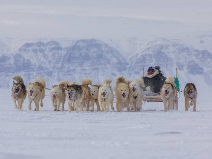 In the summer months, Thule sees 24 hours of sunlight. Flowers like poppies bloom, and cotton and moss grow. Birds like peregrine falcons fly in, and mosquitos proliferate — to the extent that locals refer to them as the "Greenlandic Air Force."