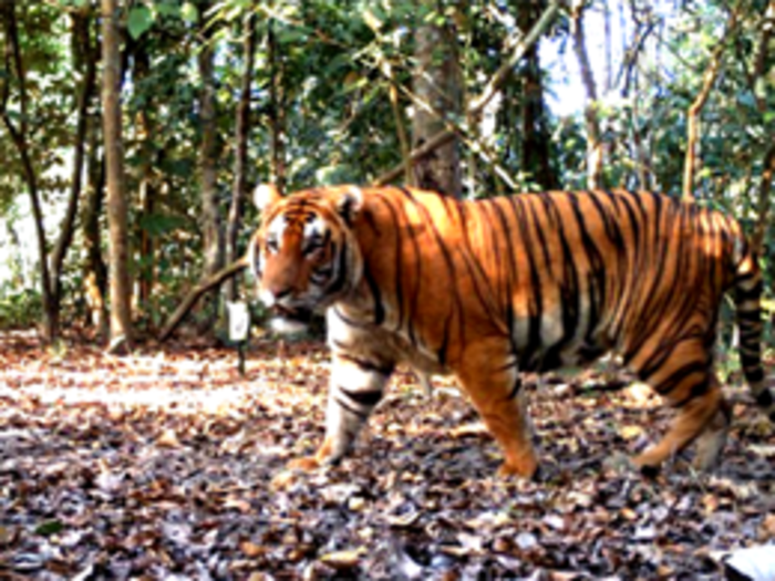 ​Pakke Tiger Reserve