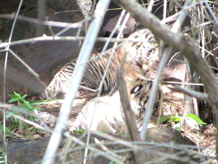 ​Panna Tiger Reserve