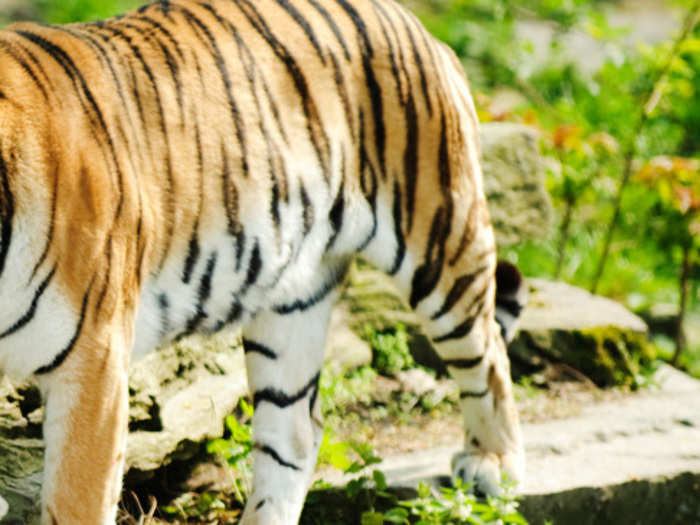 ​Nagarjunasagar Srisailam Tiger Reserve