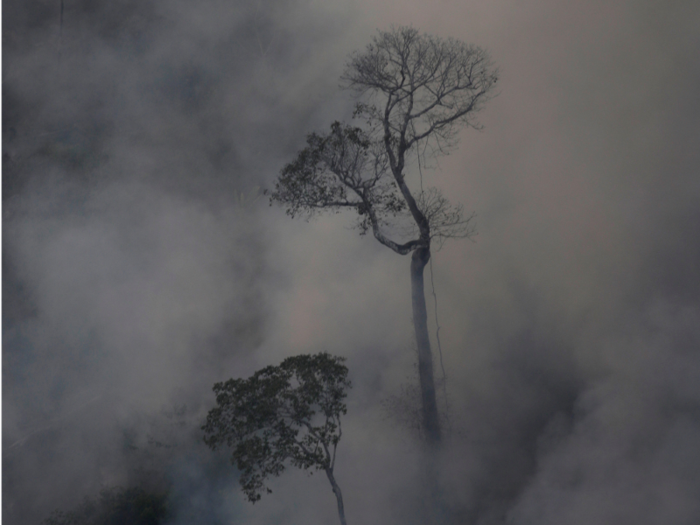 During the Amazon