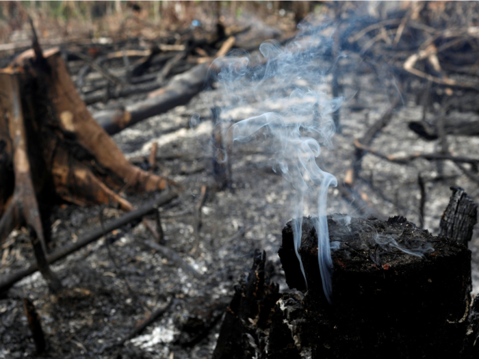 ... and lifeless. If it continues, the rainforest could dry out even more, become flammable, and release billions of tons of carbon into the atmosphere.