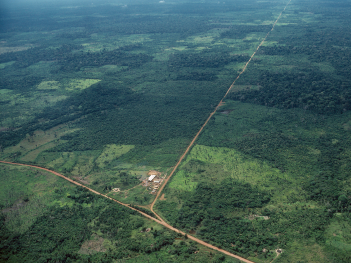 Seen here is an area of rainforest that was developed in 1999. It