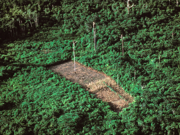 And this was another section of destroyed forest in Brazil, in 1990.