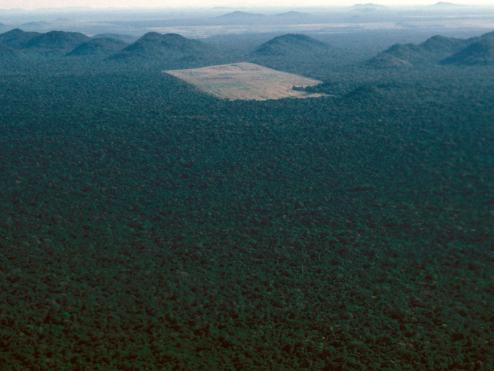 As for deforestation, the rainforest has been getting chopped down for years. This section at the top was destroyed for farming in 1983.