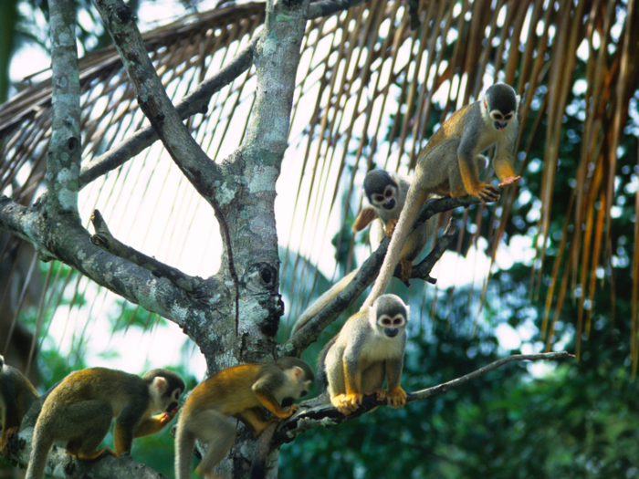 The Amazon has around 3 million animal and plant species, along with 1 million people living in it. But this year, many of those inhabitants are in serious danger, as the rainforest is burning at an unparalleled rate.