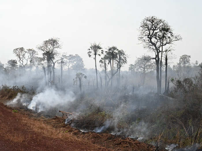 Sonia Guajajara, who coordinates the Articulation of Indigenous People of Brazil, told The Atlantic weakened governmental protections and new roads have contributed to the high number of fires because they broke the forest up and made it more exposed to fires.