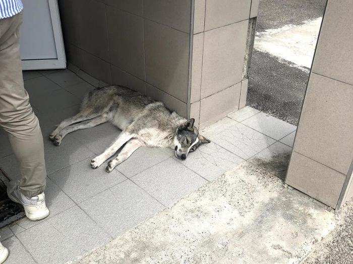 Zwick said he saw dogs hanging out in front of the cafeteria. Czub said that she also saw many of the "Chernobyl dogs" around the zone during the tour.