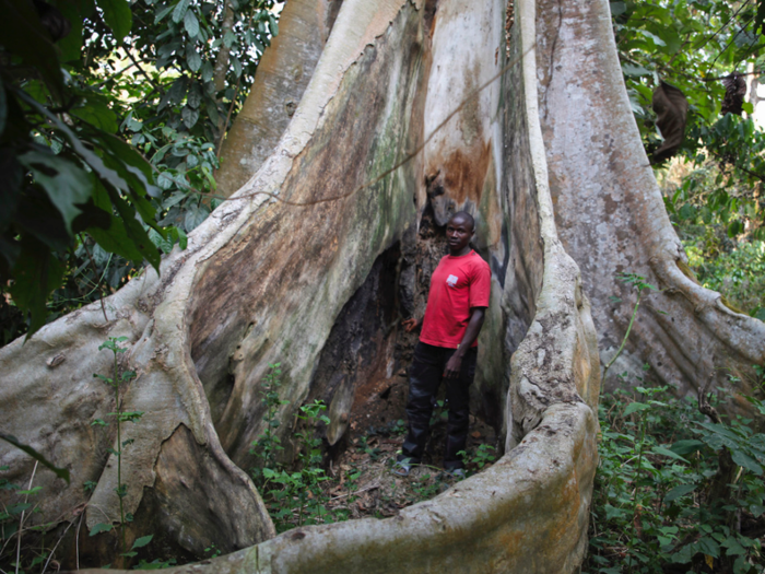 The first reported case was a 2-year-old boy, who was likely bitten by an infected bat in a bush near a small border town in Guinea. Known as Patient Zero, the boy died after presenting symptoms of a fever and vomiting. The risk for Ebola is highest where land-use has recently changed — like areas of recently logged forest, which cause people to venture deeper into bush, often when hunting.