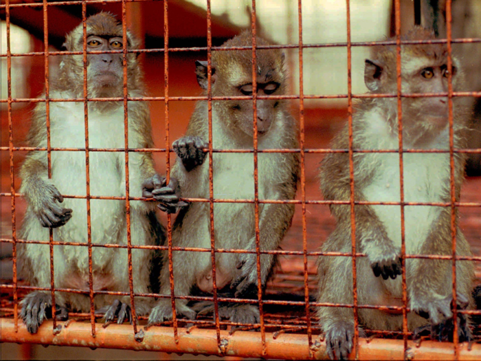 In 1989, a group of macaque monkeys were imported from the Philippines into Virginia. Dozens of the monkeys died unexpectedly. They were tested, and Ebola was found to be the cause.