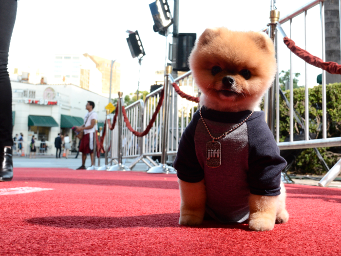 1. Jiff Pom — 31.4 million