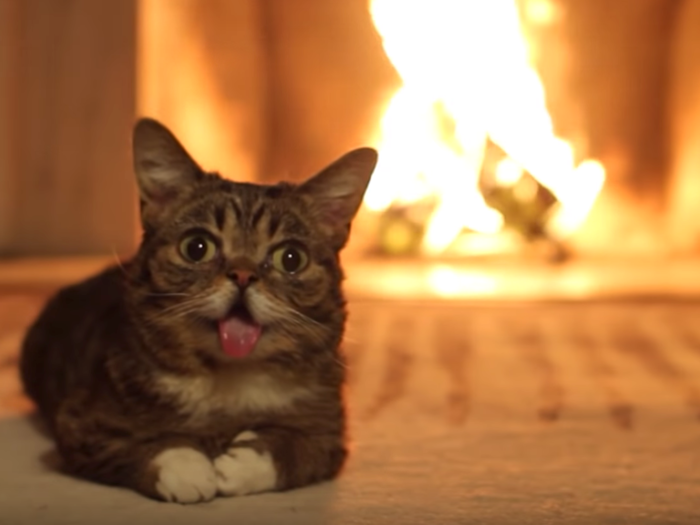 6. Lil Bub — 5.6 million