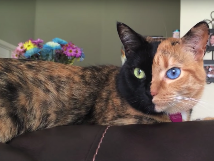 7. Venus the Two Face Cat — 4.5 million