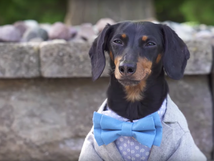 8. Crusoe the Celebrity Dachshund — 4.4 million