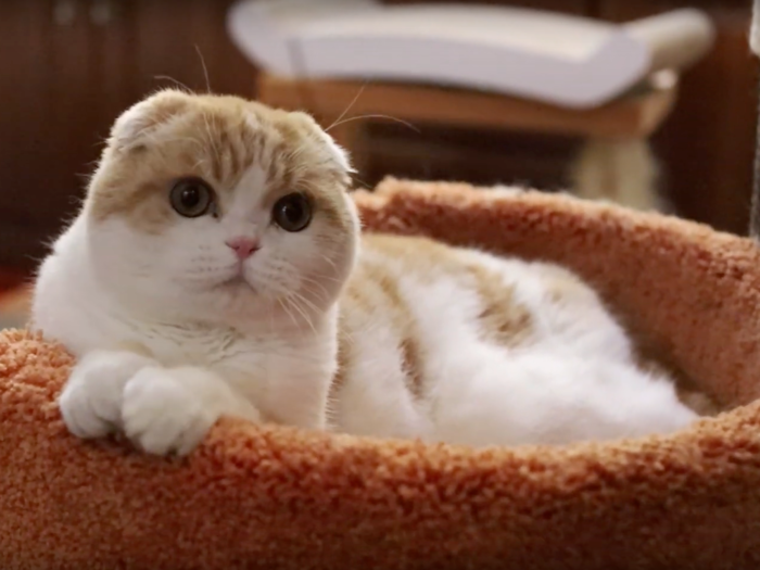 12. Waffles the Cat  — 3.3 million