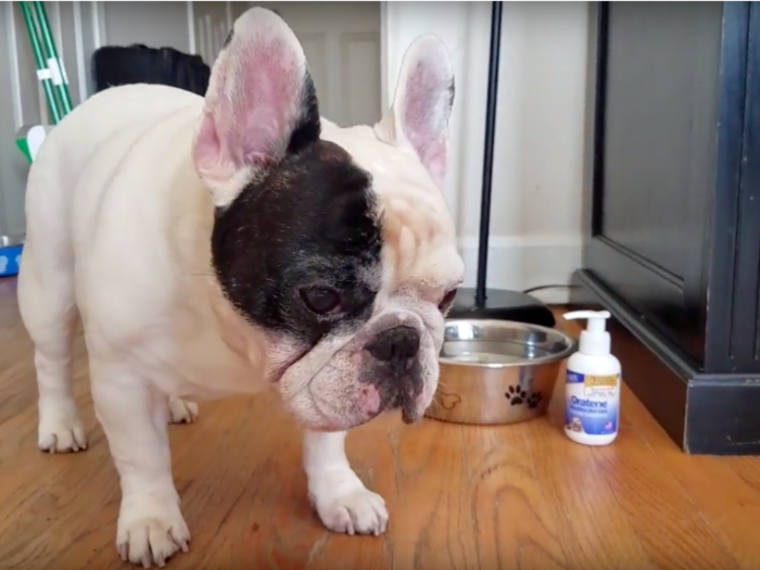 13. Manny the Frenchie — 2.8 million