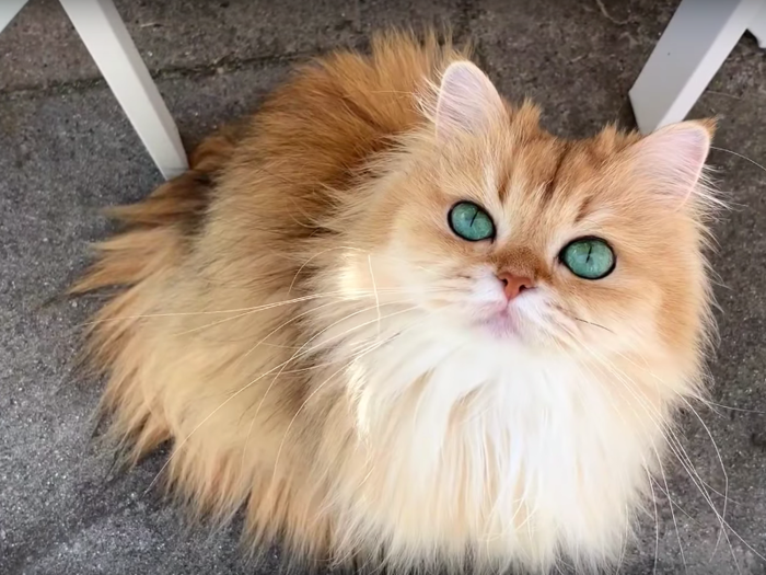 15. Smoothie the Cat — 2.7 million