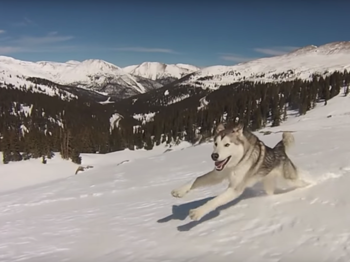 20. Loki the Wolfdog — 2.2 million