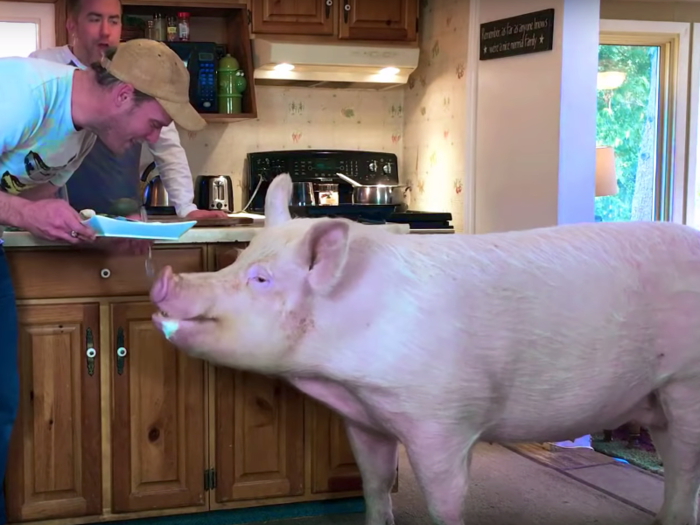 21. Esther the Wonder Pig — 2.1 million