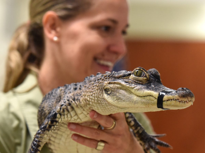 Was the petting zoo your preferred hangout when you were a kid? Zoologists in the top 75% of their field can make anywhere from $60,000 to $126,000 a year, but salaries vary by state.