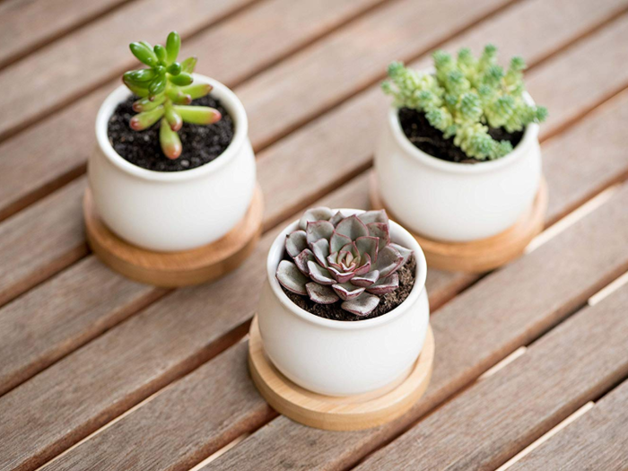 Mini succulents in ceramic planters