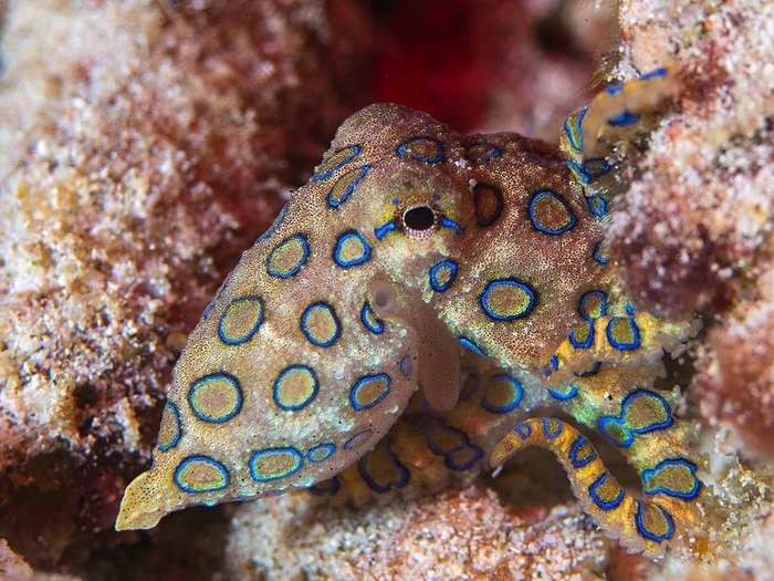 Trypophobia might be an evolutionary warning sign to protect us from things that might harm us, like poisonous animals with hole-cluster patterns.