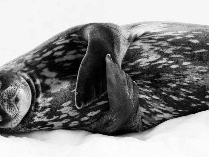 This Weddell seal, meanwhile, found its own safe space on some land-locked ice on South Georgia Island, north of Antarctica. Its flippers were crossed over its chest as it slept deeply.