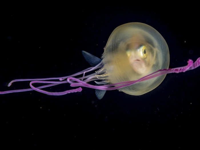 Photographing deep-ocean denizens in their natural habitats is challenging. In this nighttime photo, a jackfish peers through a jellyfish