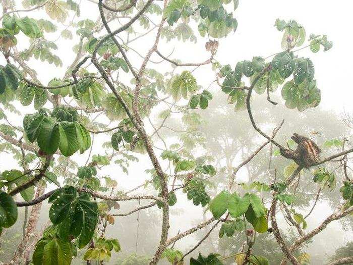 In this photo by Carlos Pérez Naval, a three-toed sloth sits undisturbed in the canopy of Panama’s Soberanía National Park.