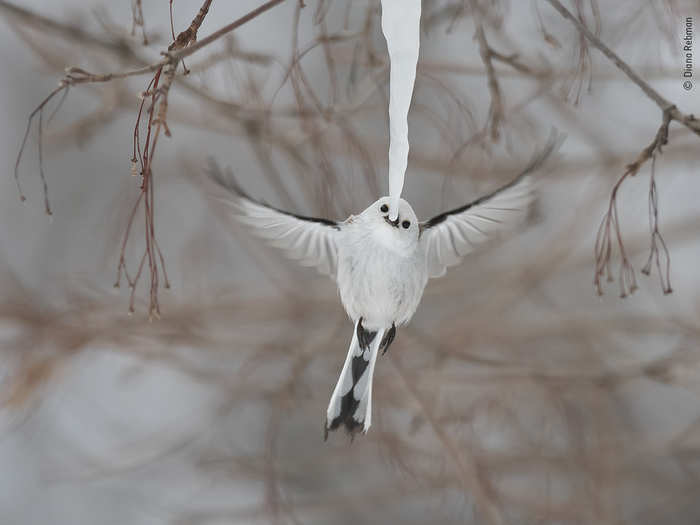 In a very different kind of forest, on the Japanese island of Hokkaido, photographer Diana Rebman captured the moment a long-tailed tit hovered to slurp moisture from the tip of an icicle.