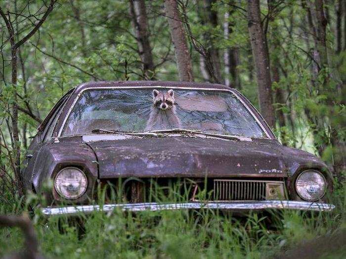 Many animals have learned to take advantage of our abandoned possessions. The backseat of this 1970s Ford Pinto is home to five playful raccoon kits in Saskatchewan, Canada.