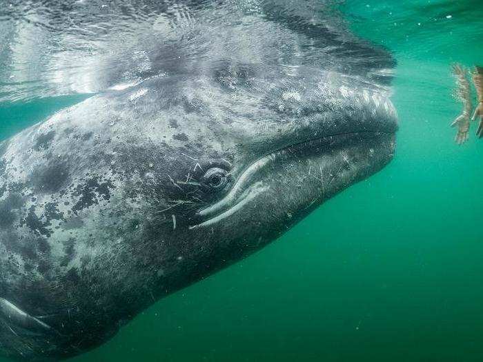 Not every human-animal interaction is sinister, of course. Photographer Thomas Peschak captured the curious approach of a young grey whale toward a pair of hands reaching into the water off the coast of Baja California.