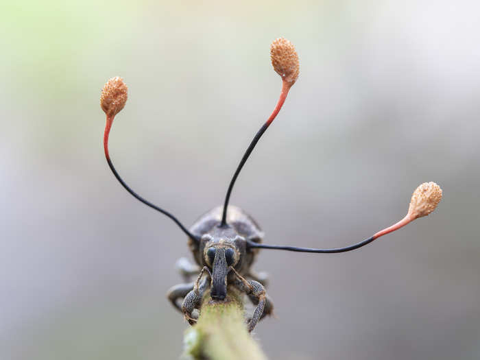 Not all threats come from other animals. This image, which photographer Frank Deschandol calls "The Climbing Dead," shows a weevil clinging to a fern stem in the Peruvian Amazon. The insect is dead, and the three antennae-like growths protruding from its thorax are tendrils of a zombie fungus.