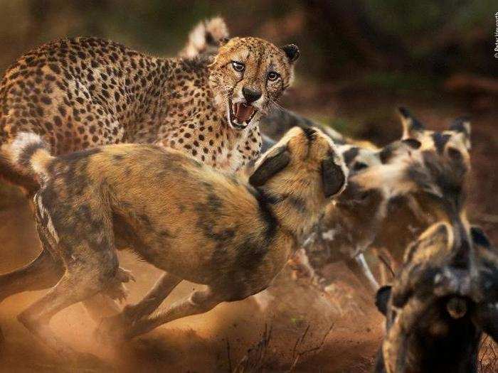 While cheetahs are predators in their own right, they still face threats. Photographer Peter Haygarth snapped this look of surprise on a male cheetah