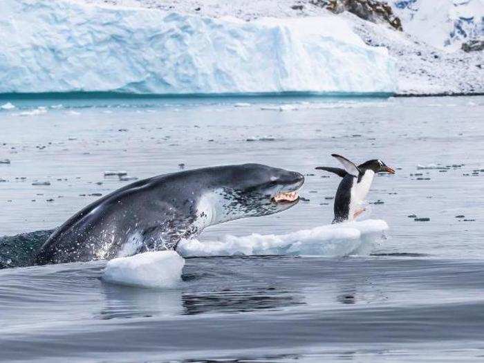 More commonly, of course, animals are killed by predators, not members of their own species. Eduardo Del Álamo observed this lone gentoo penguin being stalked by a leopard seal.