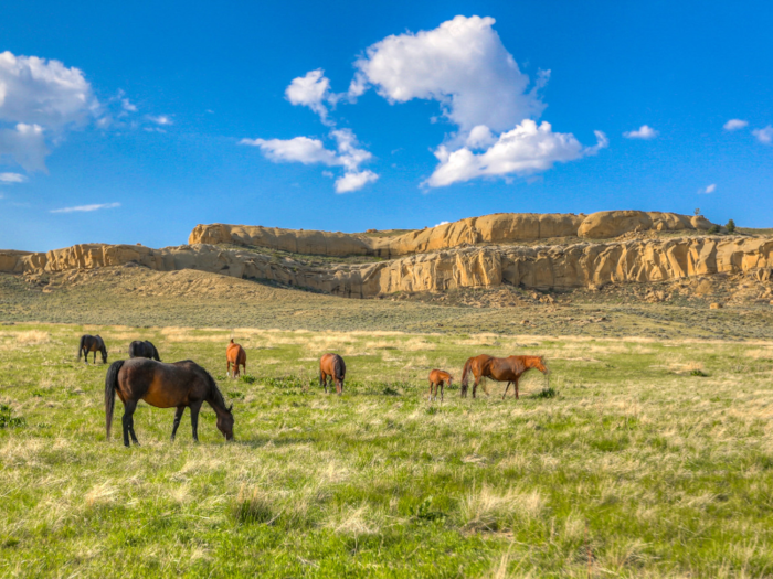 Horses have plenty of space to roam on the ranch.