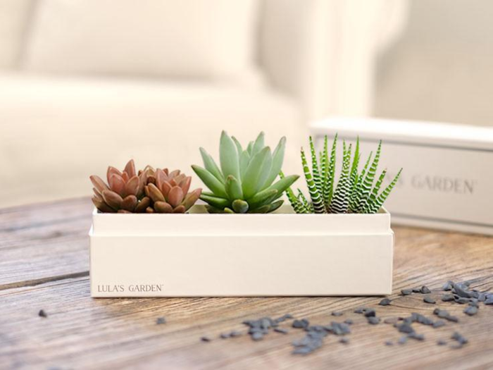 A desk-friendly succulent garden