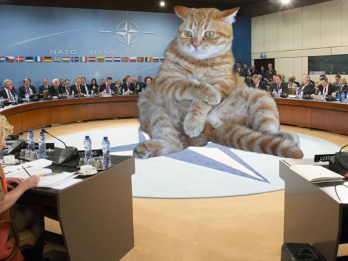 And, of course, an orange tabby cementing NATO alliances.