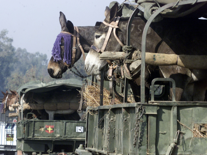 The Indian military uses mules and horses for transport in rugged terrains and high altitudes.