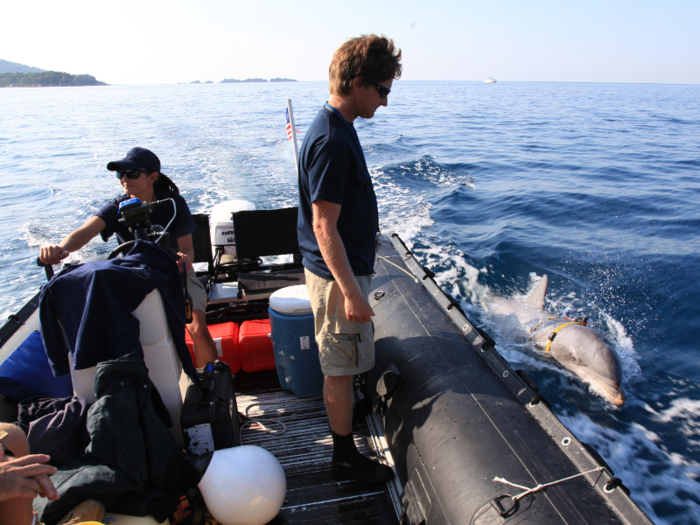 Dolphins, too, are used by the Navy to sniff out mines.