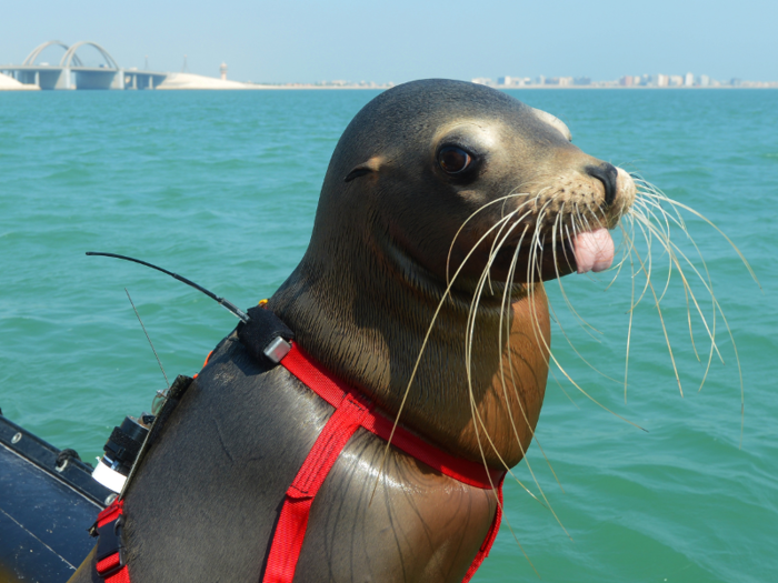 The US Navy uses sea lions to recover objects at depths that swimmers can