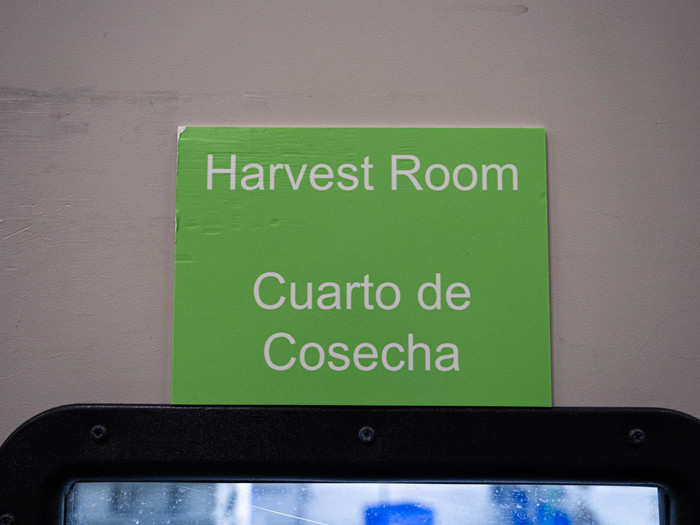 Growing trays can be taken individually to the harvest room, whenever they