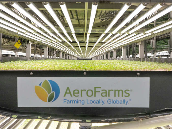 While baby leafy greens would normally take 30–45 days to reach maturity, AeroFarms said that it only takes AeroFarms 12–14 days.