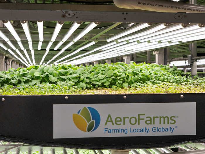 The farm grows a variety of leafy greens and vegetables that will be used in dishes prepared by Singapore Airlines for its flight from Newark Airport to Singapore — the longest flight in the world.