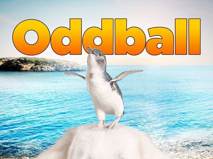 “Oddball"