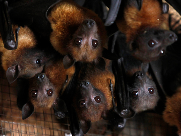 Myth: Bats are blind.