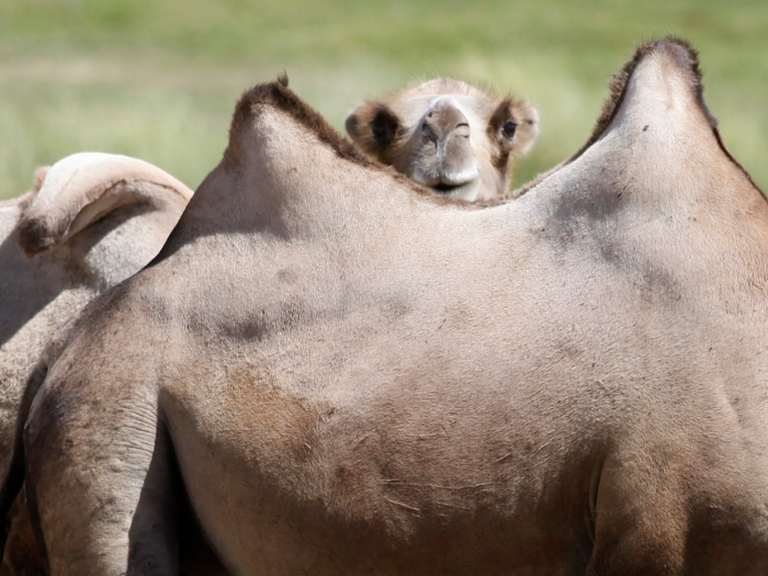 Myth: Camels store water in their humps.