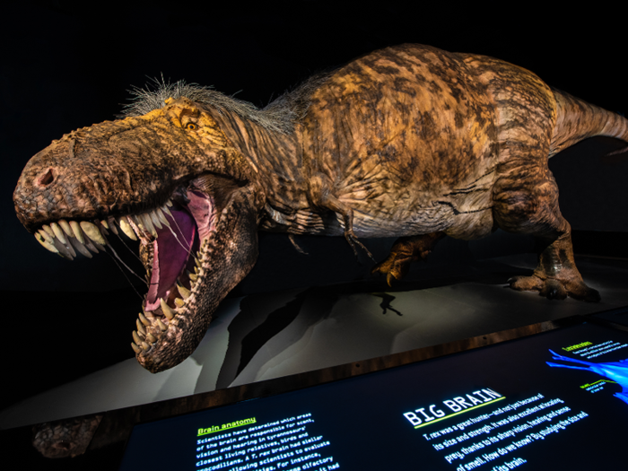 Feathers have never been found on a T. rex specimen, but fossils of other tyrannosaur species do have preserved feathers. So paleontologists can assume the T. rex had them, too.