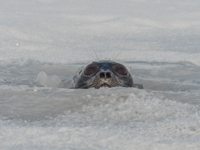 Honkanen, who says that the pop-up hotel is fully sustainable and poses no threat to the area, also hopes that travelers will help spread the word about the effects of climate change on the Arctic environment.