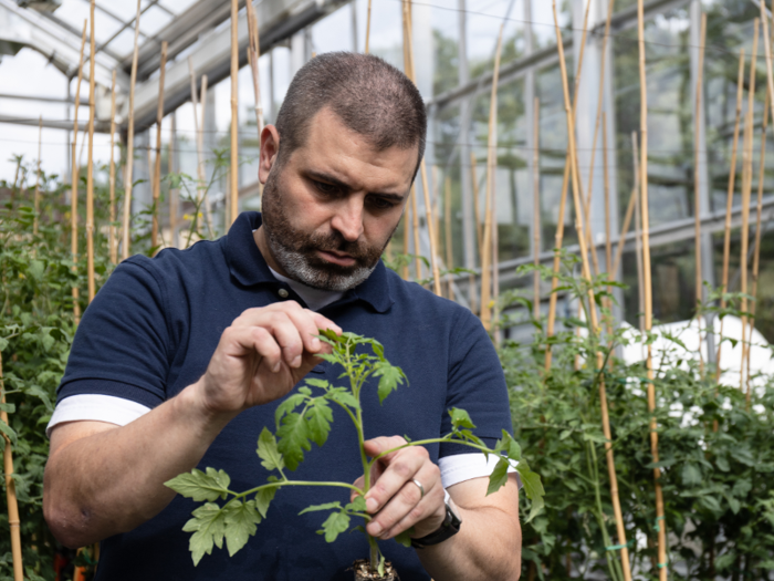 Zachary Lippman is a plant biologist known for his research in plant breeding.